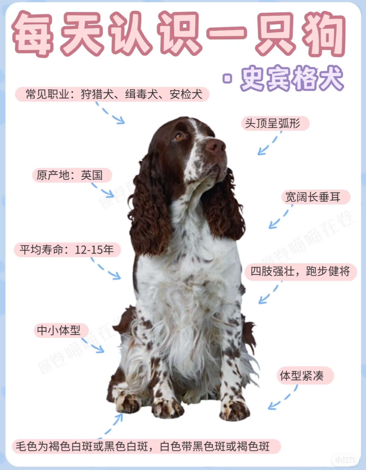 气质狗，听话，不淘气，聪明，帅气，不拆家